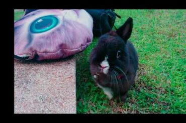 Cute bunny in the park