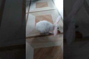 Baby rabbit eating potato😍 (Luffy 🐇)