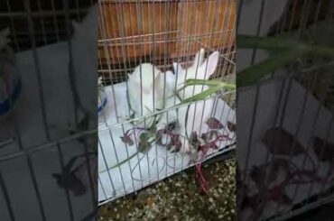 Cute bunny