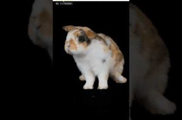 a cute rabbit