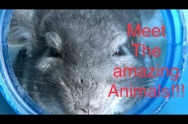 Meet the Amazing Animals!(cute bunny and chinchillas)