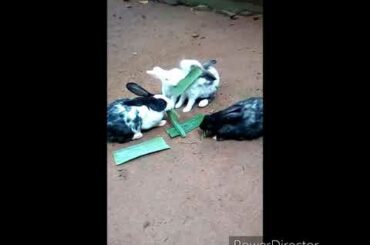 Our  Bunny, Hunny, sunny, Sony cute rabbits are eating video😊😊😊🐇🐇🐇🐇