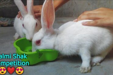 Rabbit eating Kalmi Shak | Cute Rabbit Eating Competition