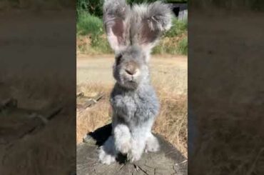 Conejo Peludo Cute Rabbit