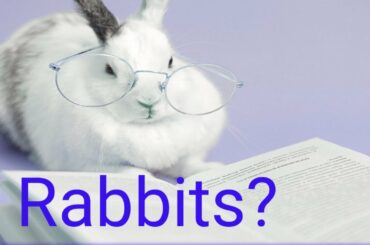 Funny baby bunny cute rabbit video