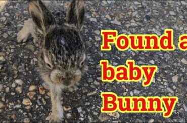 Baby Bunny on The Parking Lot