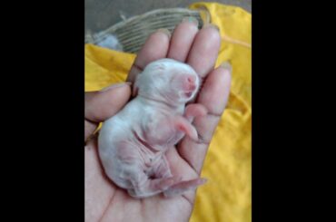 lovely cute Baby rabbits  newborns sleeping.
