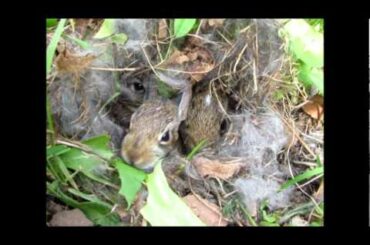Baby cottontail bunnies in nest (SO CUTE :)