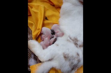 newborns cute baby rabbits  is so very smart.