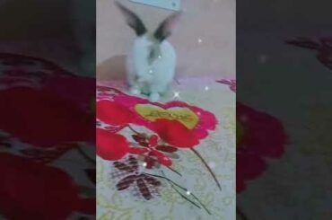 Cute bunny #Rabbit😍🤩