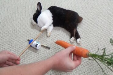 How to get a sleeping rabbit to hold a carrot