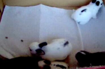 baby rabbits 11 days old www.extremebeautysupply.com