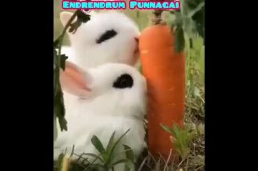 cute bunny funny 💕 Rabbits lover 💖Tamil WhatsApp status.Endrendrum Punnagai love song animal lover 🥰