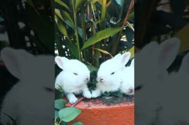 cute baby bunny