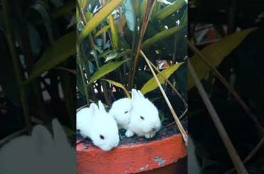 cute baby bunny playing