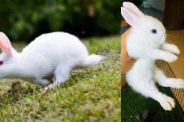 Funny and Cute Baby Bunny Rabbit Videos 🐇 Baby Animal Video Compilation 2020 vol 03