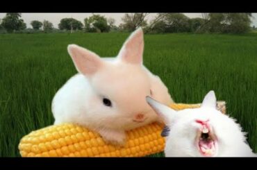 Rabbits village in home ||Rabbits baby || cute rabbit ||rabbits cute ||rabbits funny videos