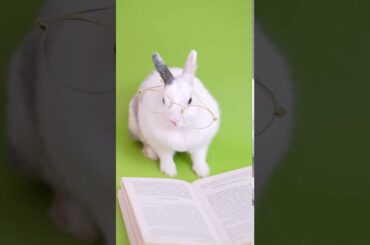 cute bunny with glasses