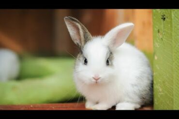 Funny and Cute Baby Rabbit Videos 🐇 Baby Animal Video Compilation 2020  #cuterabbit #rabbits #