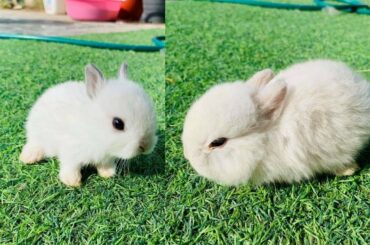 Funny and Cute Baby Rabbit Videos 🐇 Baby Animal Video Compilation 2020 vol 2
