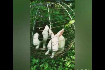 cute Rabbits