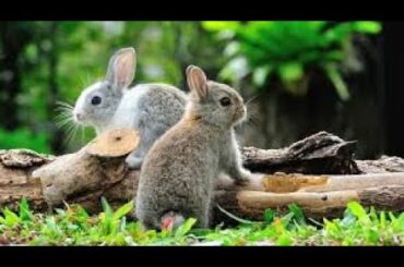 Funny and Cute Baby Rabbit Videos 🐇 Baby Animal Video Compilation 2020 vol 1