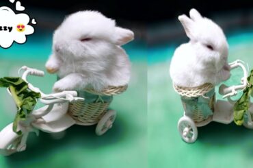 cute bunny 🐰!! meet my cute bunny "Dazzy" !! 🥰😍