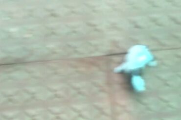Baby rabbit standing and walking with small steps after 8 days so cute😘😘🐇🐇
