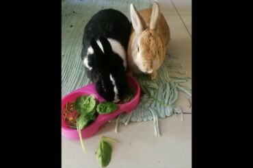 Rabbit eating quickly  | baby rabbit | rabbit eating cabbage | green leaves in rabbit's  mouth