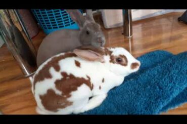 MY RABBITS