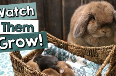 Baby Bunnies' First Week - Watch them GROW!