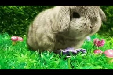 cute little baby bunny having fun alone/Sam Family