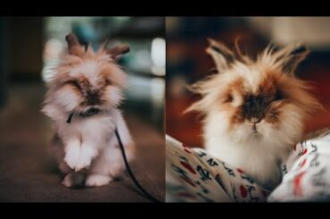 Funny and Cute Baby Bunny Rabbit Videos - Baby Animal Video Compilation #3