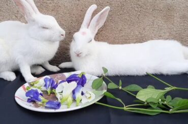 Rabbits relaxing and grooming after eating flowers and leaves