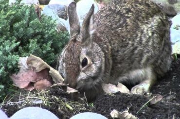 5 Wild Baby Rabbits fight for mom's feeding & Mom Repairs Nest