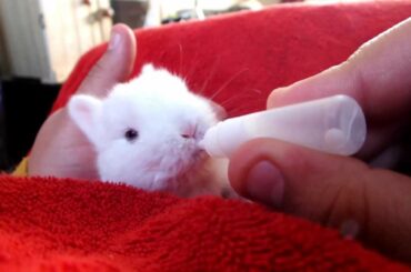 A CUTE LITTLE  WHITE RABBIT KID - KITTEN
