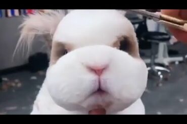 😍😍Very Cute rabbit 🐰😍rabbit status 😍