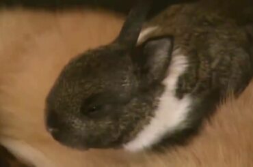 Cat Adopts Baby Rabbit!! Amazing!! | قطة تتبنى الأرنب !! مدهش!!