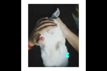 Cute Bunny sleeping in my lap...😍#cuteBunny