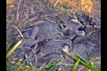Nest of Little Wild Baby Rabbits - Зaяче гніздо