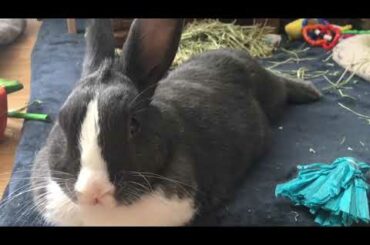 Cute Rabbit Playing With a Ball of Hay