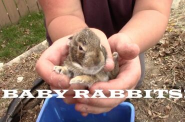 Finding Baby Rabbits?!?