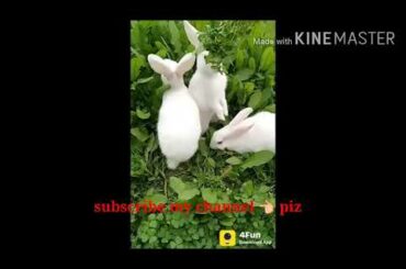 🐇Khargosh (Rajasthani paltu khargosh)🐰Funny Baby Bunny Rabbit Videos Compilation Cute Rabbits,