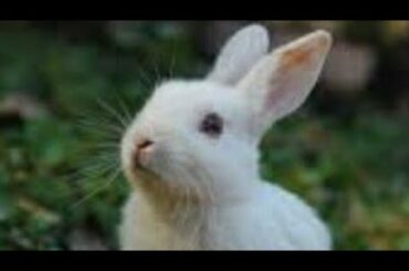 cute rabbit funny doing funny thing 😍😘😘🥰