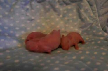 Julia's Litter ~ Day of Birth ~ Baby Holland Lop Bunnies