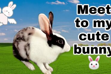 meet to my kitty🐇 ( cute bunny🐰) Firdausi girls👑 Subscribe now😇 #Shorts #YoutubeShorts