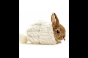 Cute baby bunny’s