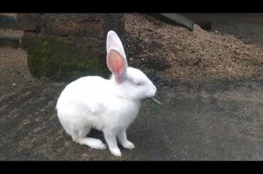 Cute rabbit baby rabbit bunny baby very beautiful baby