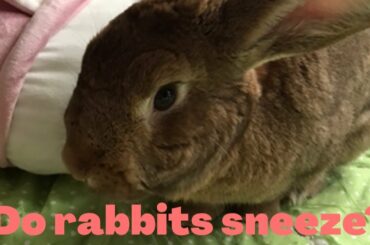 Do rabbits sneeze? Free-roam Bunny