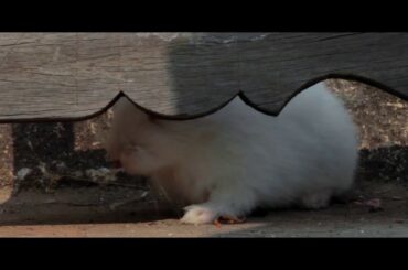 CutE RaBBit #Rabbit Video #Rabbit Song #Johny Johny